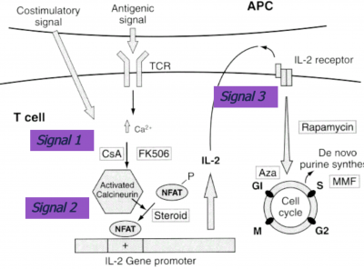 Intracellular mechanism of t cell activation and proliferation.