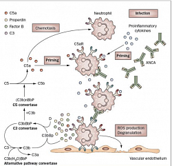 Cellular & complement pathways in AAV: ANCAs stimulate primed neutrophils to undergo a respiratory burst and degranulate. It directly damage the endothelium. It activates the alternative complement pathway with generation of the powerful C5a. C5a and the neutrophil C5aR amplifies ANCA-mediated neutrophil activation, results in necrotizing inflammation of the vessel. Also, according to their cytokine profile and function, CD4+ T helper (TH) cells were originally classified as TH1 or TH2 cells. TH1 cells mainly exert cellular immune responses, and TH2 cells inhibit TH1 responses and participate in humoral immunity. A shift in the TH1-TH2 balance, from a TH1 response to a TH2 response, causes progression of generalized WG.