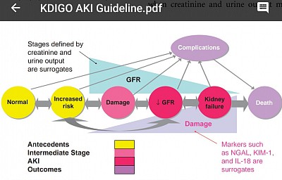 Progressive renal damage in AKI