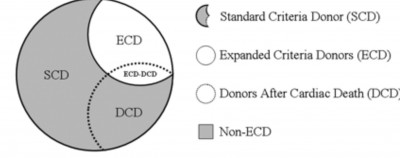 Types of deceased donor