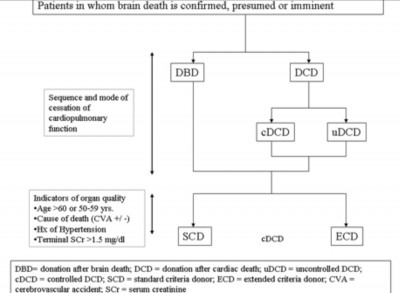 CLASSIFICATION OF DECEASED DONOR.