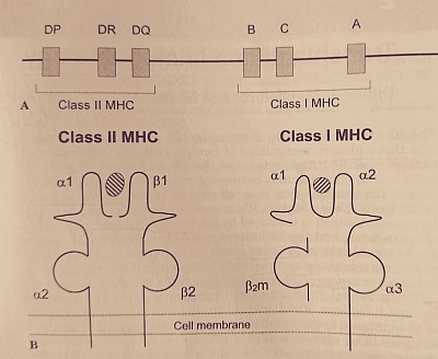 A- Major histocompatibility complex gene in loci of chromosome 6. B- Human leukocyte antigen on cell membrane binding the processed antigen.