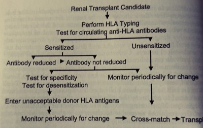 Algorithm of recipient HLA assessment, maintenance, desensitization and transplantation. 
