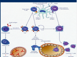 Antigen presentation by Antigen presenting cell (APC) to CD4/ CD8. CD4 activation, CD8 cytotoxicity, subsequent inflammation & cell destruction. 