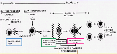 Points of intersection of immunosuppressive drugs.