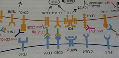 Cell interactions