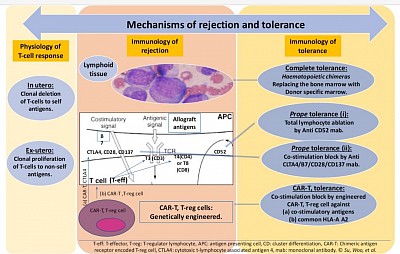 Mechanism of rejection and strategies of tolerance.