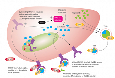 PCSK9 ACTION