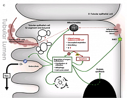 and insulin-like growth factor binding protein 7 (IGFBP-7). Paracrine stimulation from S1 segment tubular epithelial cells  triggers an “oxidative outburst” in the S2 and S3 segment.