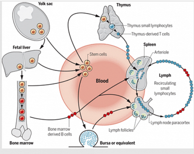 Origin, migration & distribution of lymphocytes