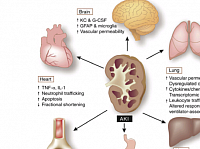 Medicine Heart kidney