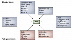 The target antigen of C-ANCA is proteinase-3 (PR3), and of P-ANCA is myeloperoxidase (MPO). Factors contributing to the etiology (blue) and pathogenesis (red). B cells also have a role in the pathogenesis of AAV, primarily through the production of ANCAs. Cyclophosphamide & Rituximab, (chimeric monoclonal antibody against B cells) thus works.T lymphocytes : granulomatous inflammation in WG with IgG1 and IgG4 subclasses, indicates involvement of T-cell, thus MMF works.  CD, cluster of differentiation; CTLA4, cytotoxic T-lymphocyte antigen 4 gene; IL, interleukin; PTPN22, protein tyrosine phosphatase, non-receptor type 22 gene.