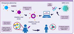 Oxford-Sputnik vac: A diagram showing how the Oxford COVID-19 vaccine works. A chimpanzee adenovirus is used in the ChAdOx1 viral vector, engineered to match the SARS-CoV-2 spike protein. The Oxford vaccine contains the genetic sequence of this surface spike protein. When the vaccine enters cells inside the body, it uses this genetic code to produce the surface spike protein of the coronavirus. This induces an immune response, priming the immune system to attack the coronavirus if it later infects the body.