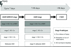 [Fig:B] Recent data have redefined the role of the surviving epithelial cells in fibrosis and attribute myofibroblast expansion to perivascular and interstitial fibroblasts. After severe injury, the proximal tubule cellular response is impaired with its proliferative response altered due to cell cycle arrest at the G2/M phase of the cell cycle, resulting in generation of profibrotic factors including cytokines, growth factors and matrix proteins. Li Yang, Controversies in acute kidney injury. 2011;174:145-155