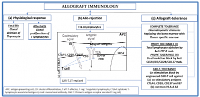 Points for immunosuppresion for engraftment.