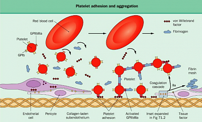 Platelet, Von Wilbrand factor and Endothelial interaction