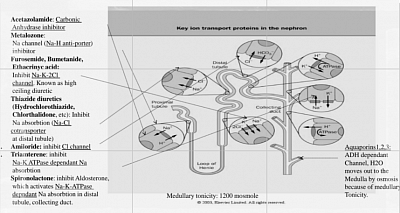Mechanism of action of diuretics